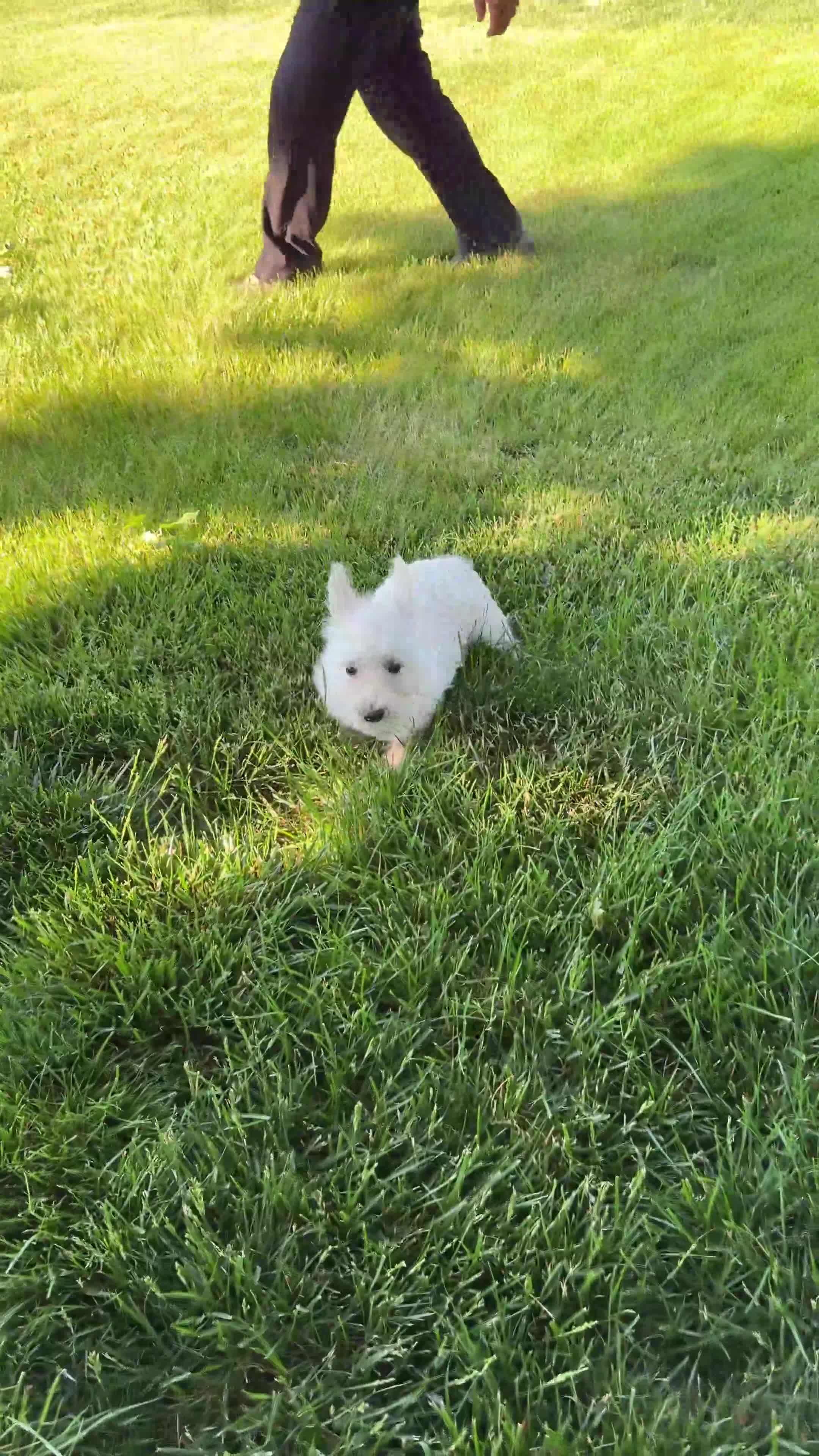 West Highland Terrier dogs for sale: Atlas - Video 1