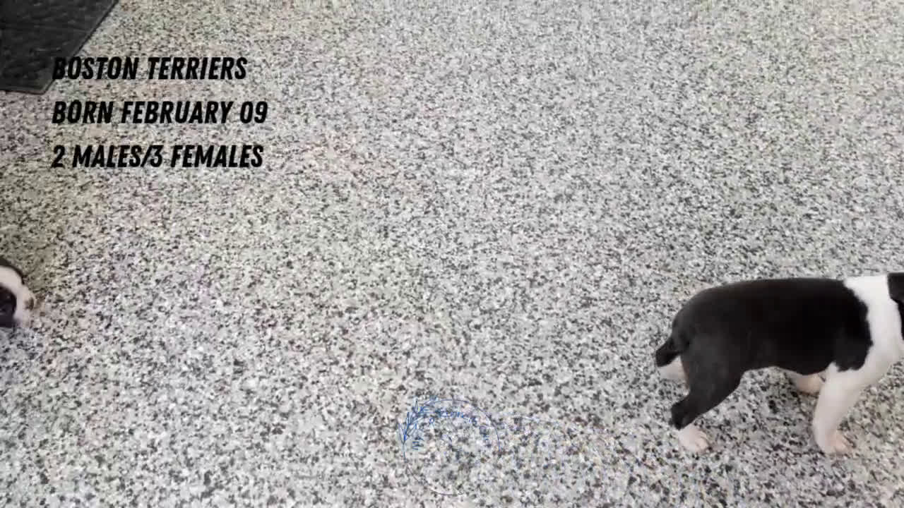 Boston Terrier dogs for sale: Mya - Video 2
