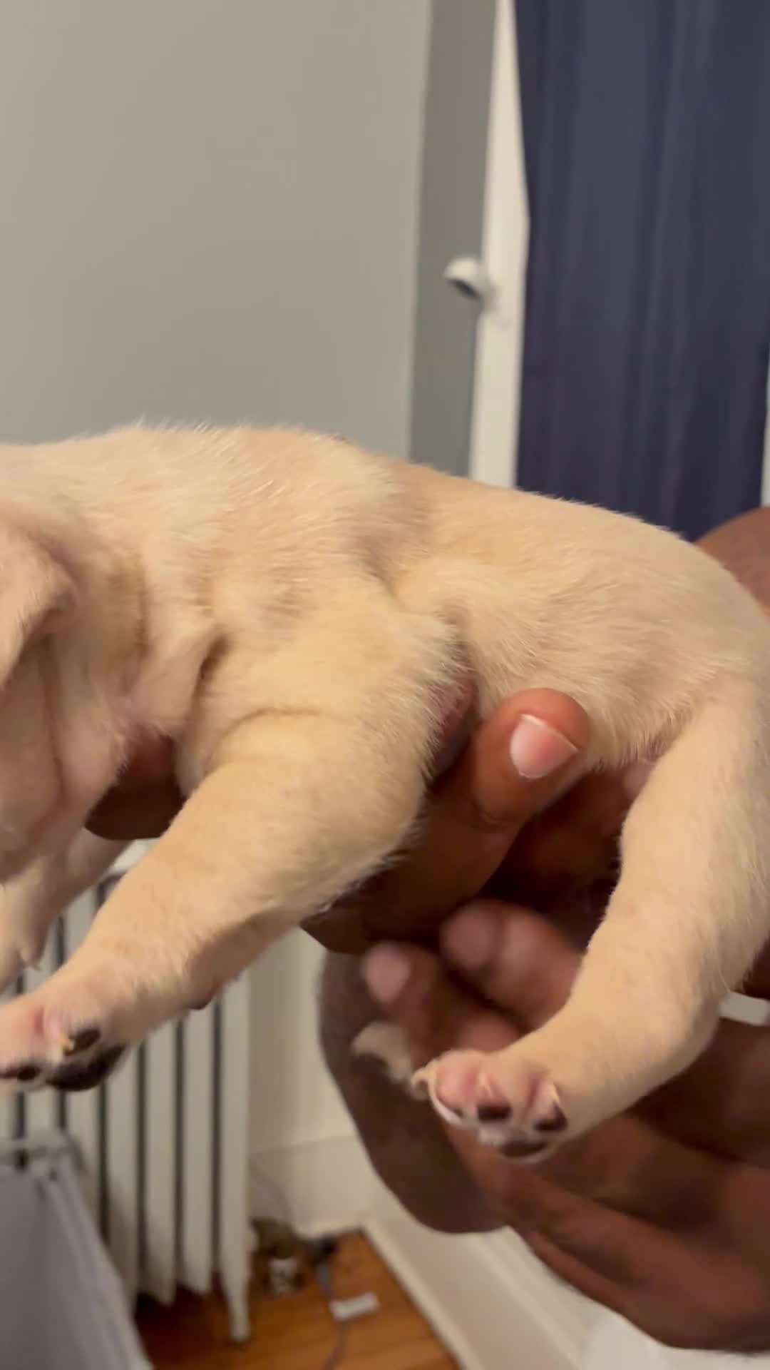 French Bulldog dogs for sale: French Bulldog 2 - Video 1