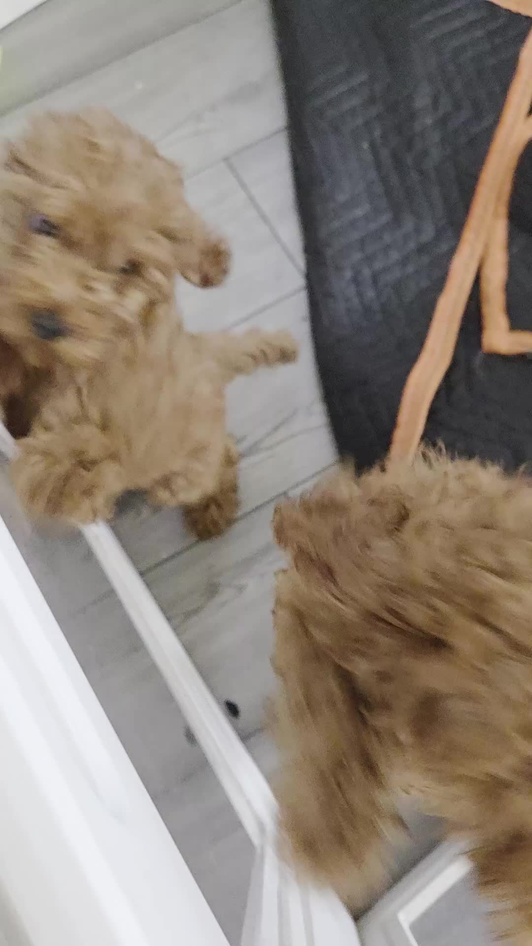Toy Poodle dogs for sale: Toy Poodle 1 - Video 1