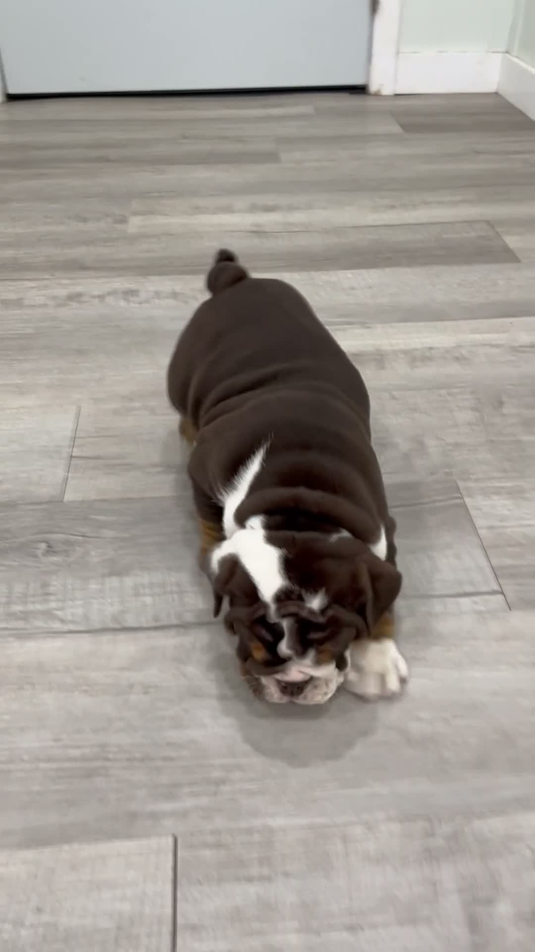 English Bulldog dogs for sale: Ely - Video 1