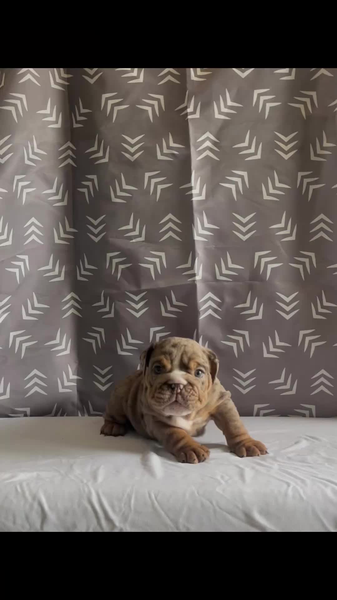 English Bulldog dogs for sale: English Bulldog Puppy - Harley - Video 1