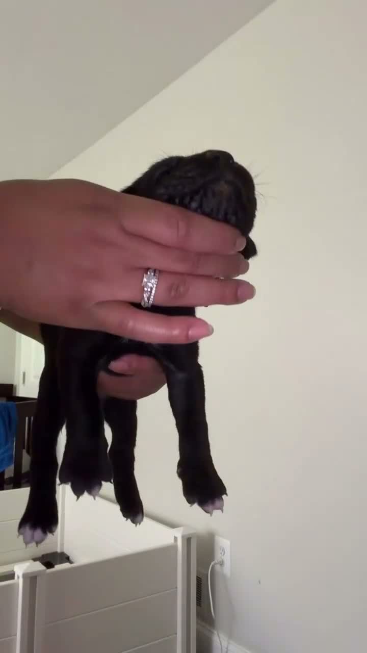 Cane Corso dogs for sale: Riot 🩷 - Video 1