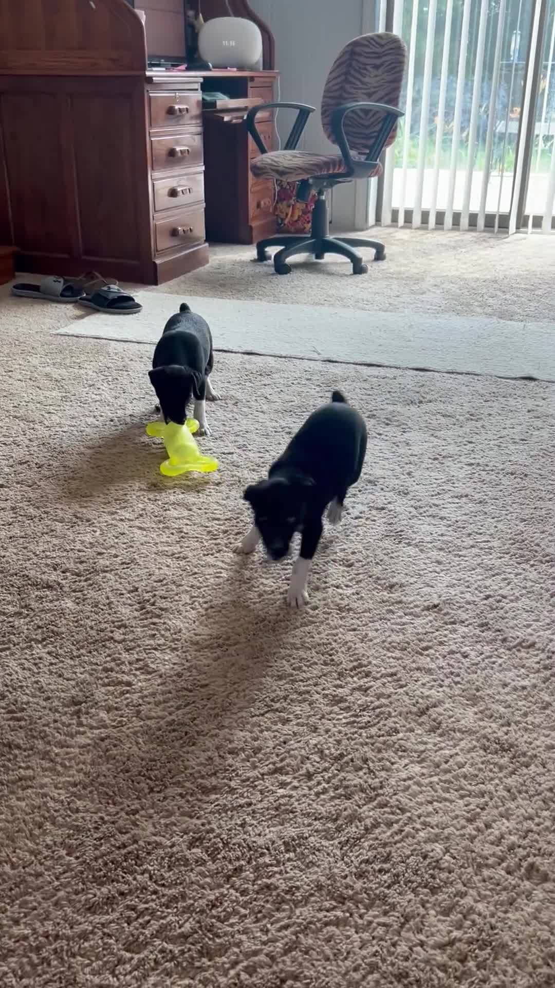 Rat Terrier dogs for sale: George - Video 2