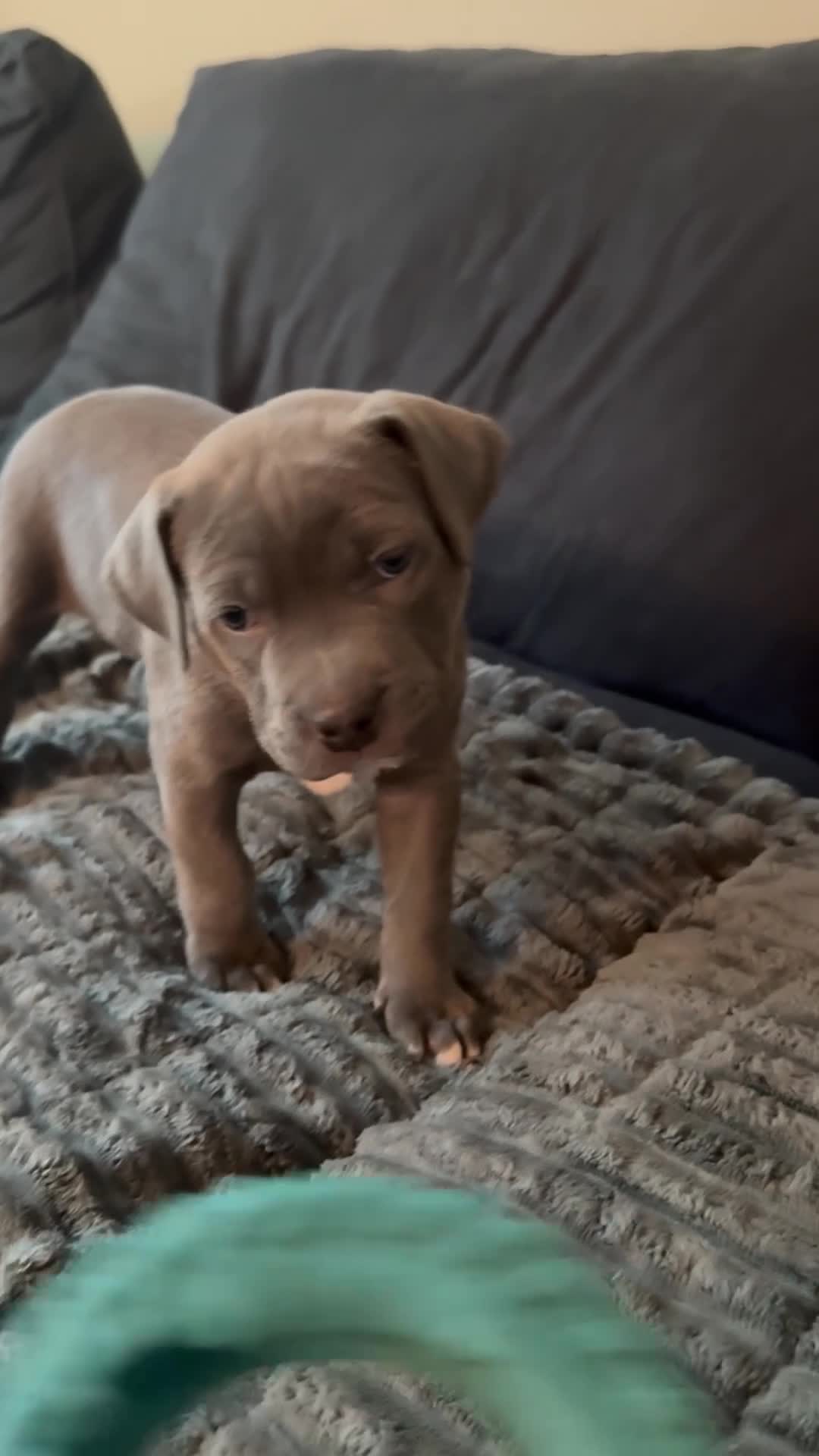 Mixed Breed dogs for sale: Blue - Video 1