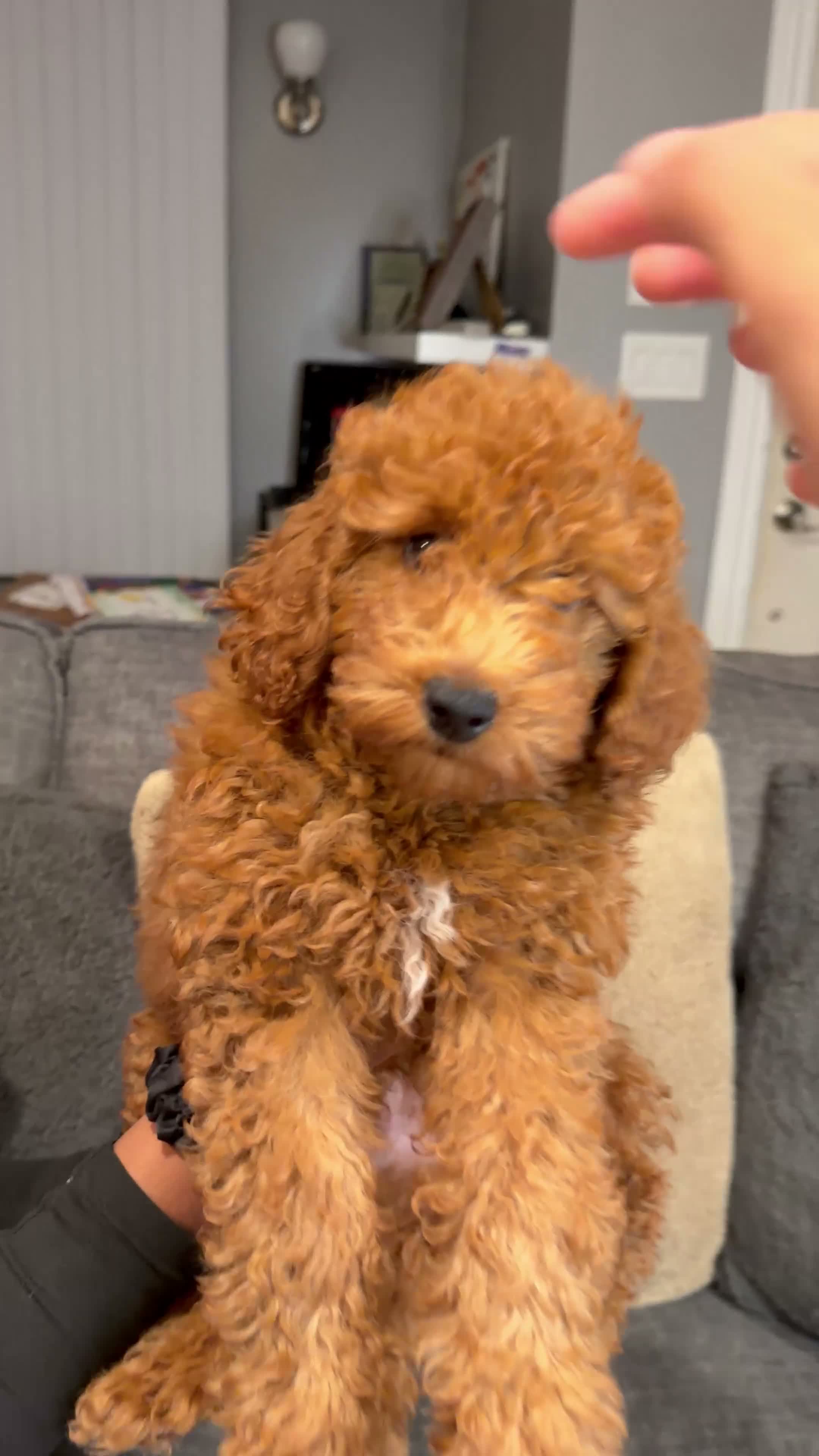 Mini Goldendoodle dogs for sale: Fredo - Video 1