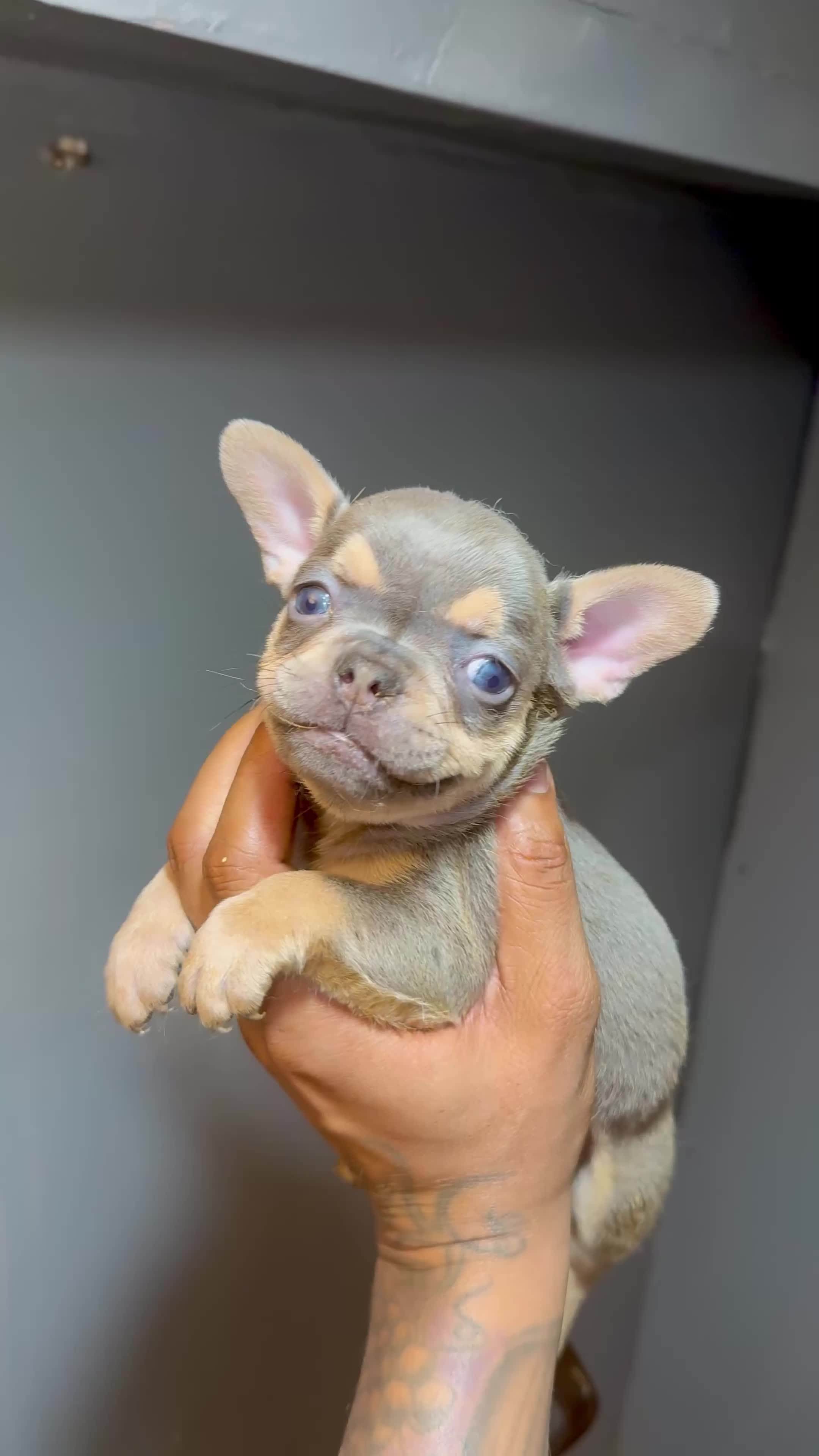 French Bulldog dogs for sale: French Bulldog Puppy 1 - Video 1