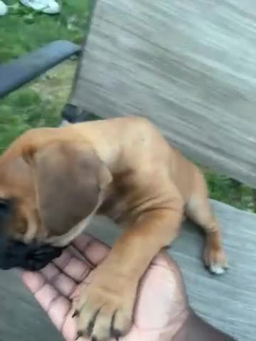 Mixed Breed dogs for sale: Mixed Breed 1 - Video 2
