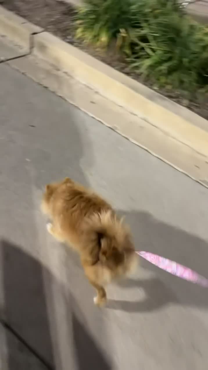 Pomeranian dogs for sale: Pomeranian  - Video 1
