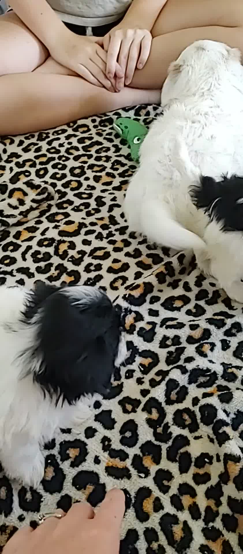 Maltipoo dogs for sale: Tiny - Video 2