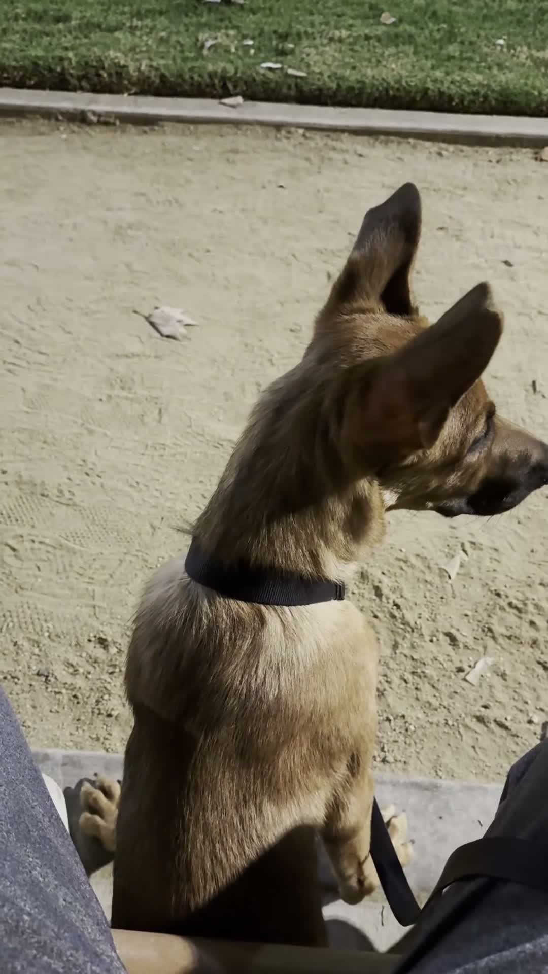Mixed Breed dogs for sale: Apollo - Video 2