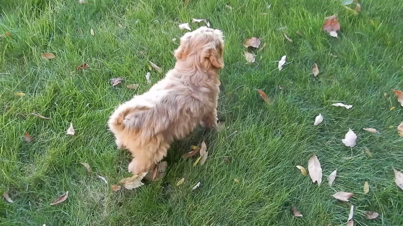Mini Goldendoodle dogs for sale: Laci - Video 1