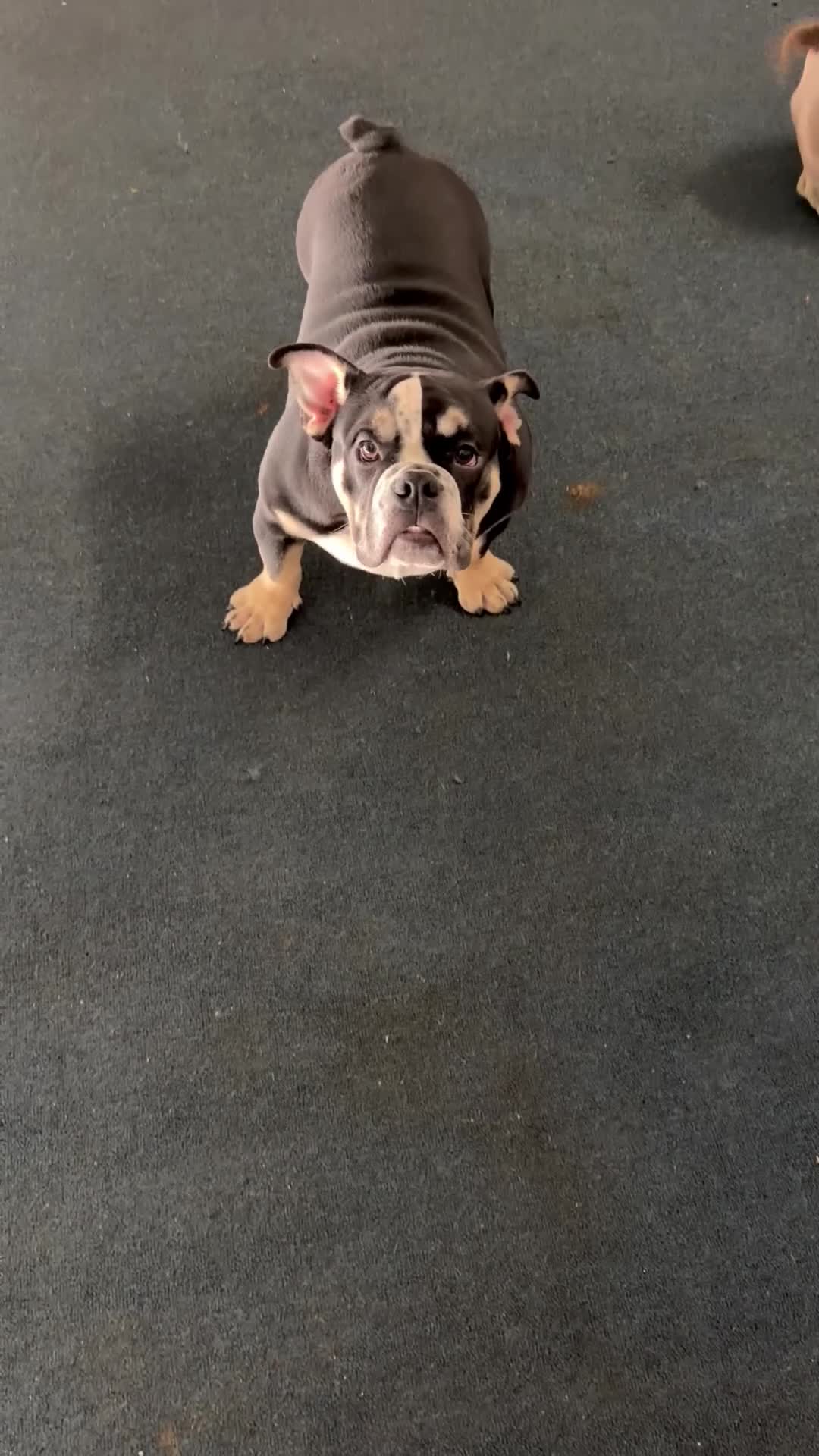 American Bully dogs for sale: Skunky  - Video 1