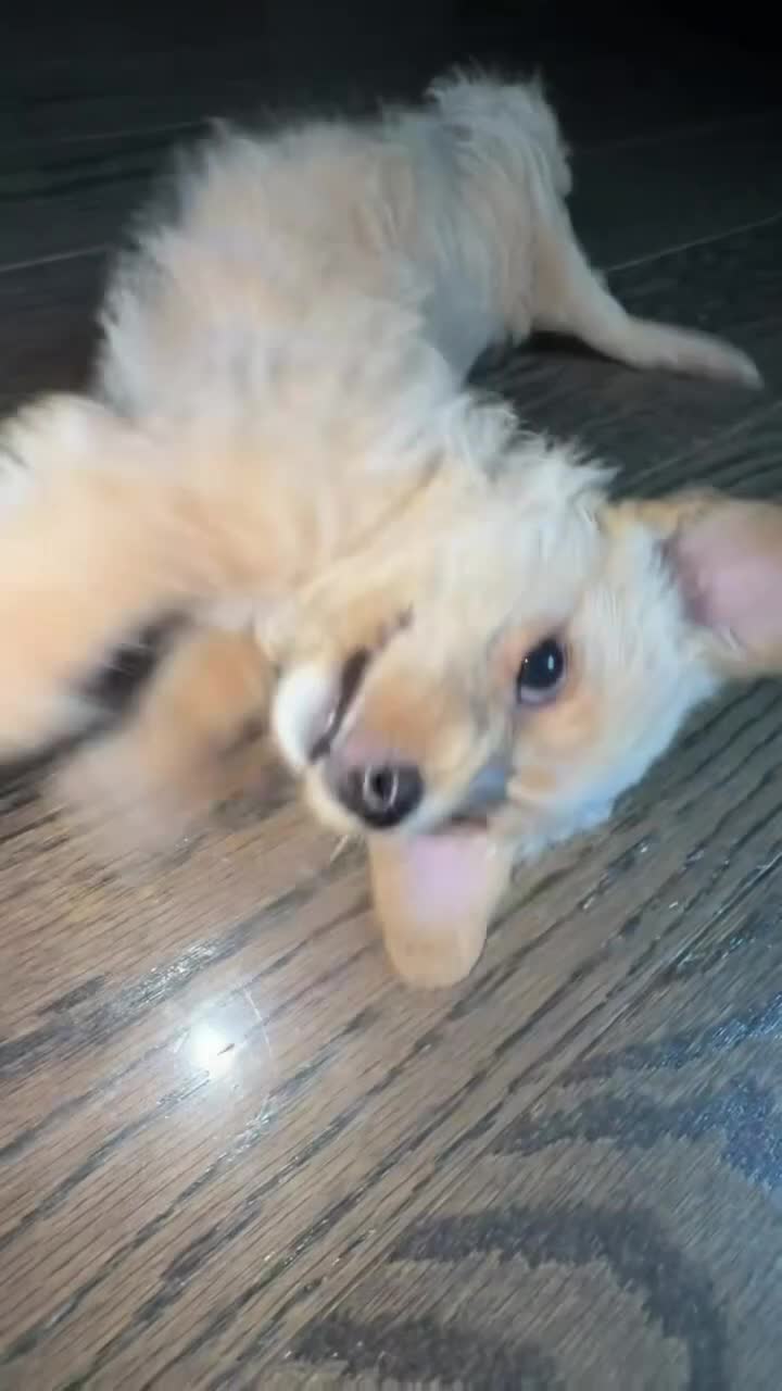 Mixed Breed dogs for sale: Mixed Breed 1 - Video 1