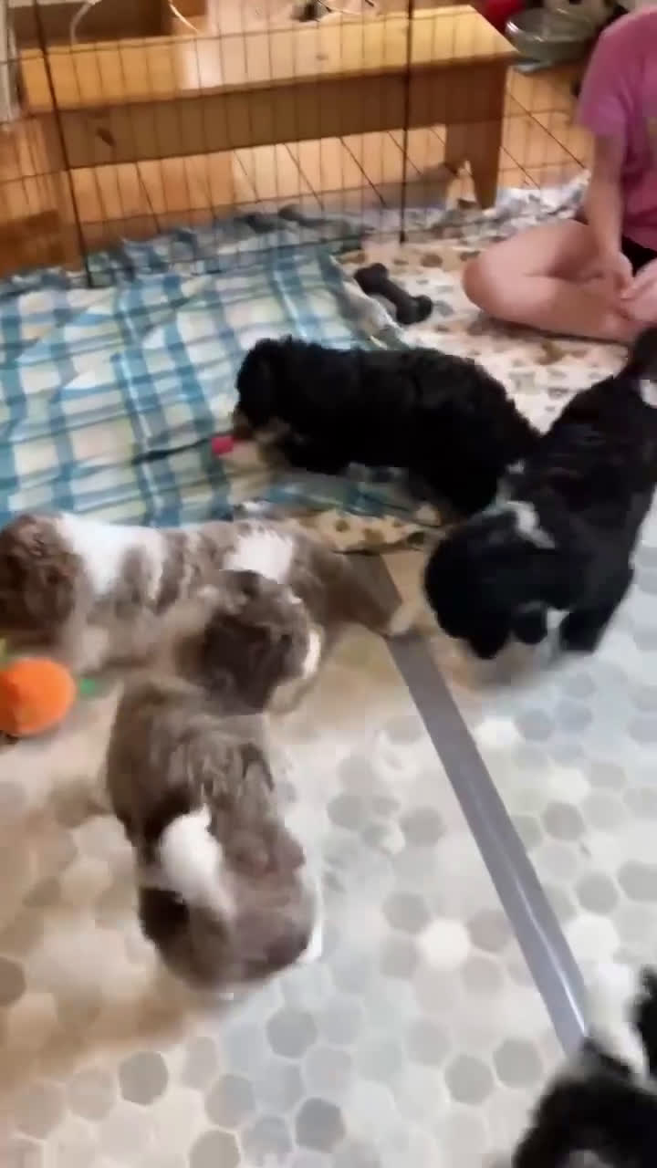 Bernedoodle dogs for sale: Luna - Video 1