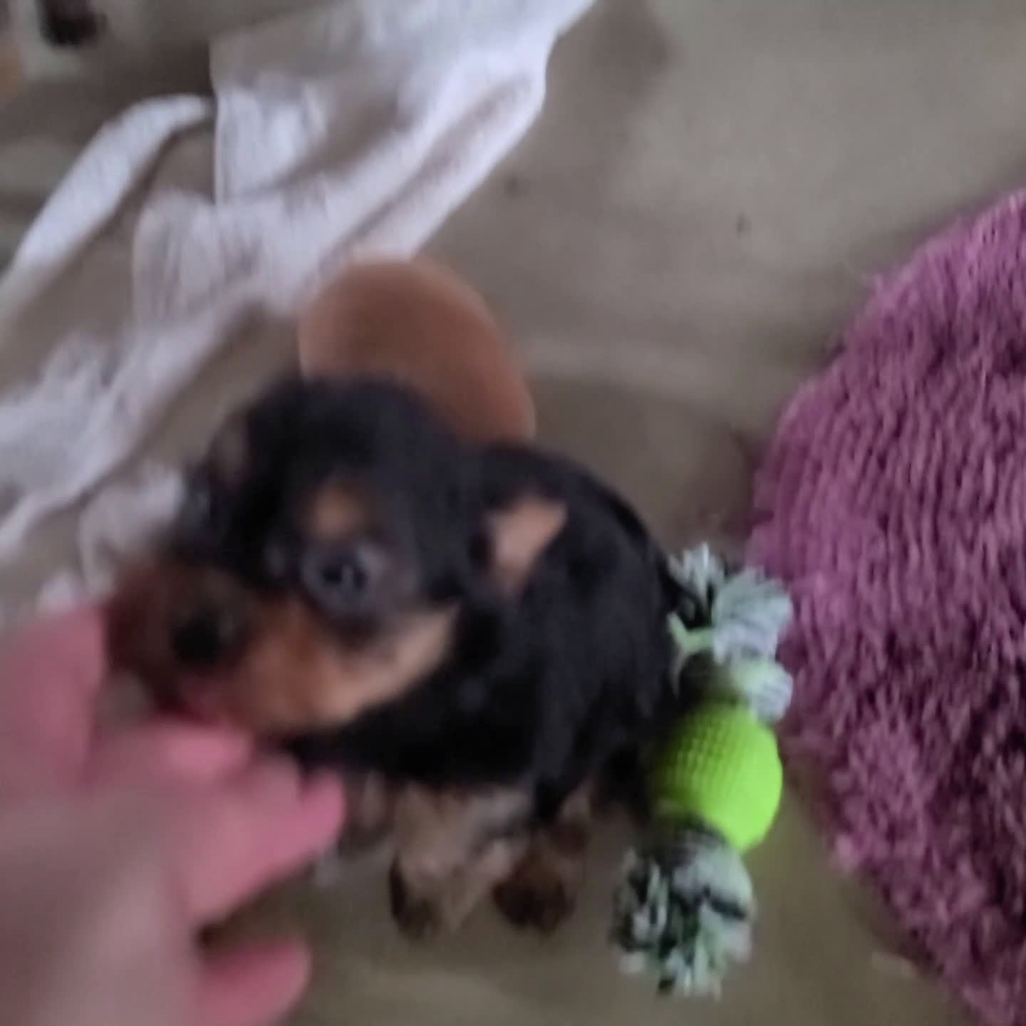 Yorkshire Terrier dogs for sale: Hailey - Video 1