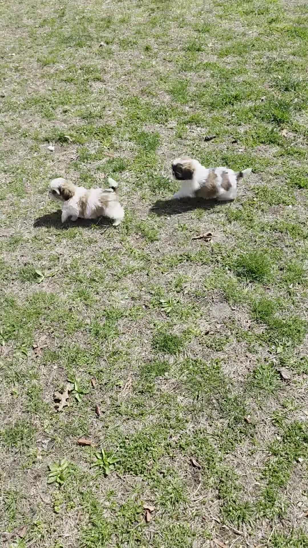 Shih Tzu dogs for sale: Sal - Video 1