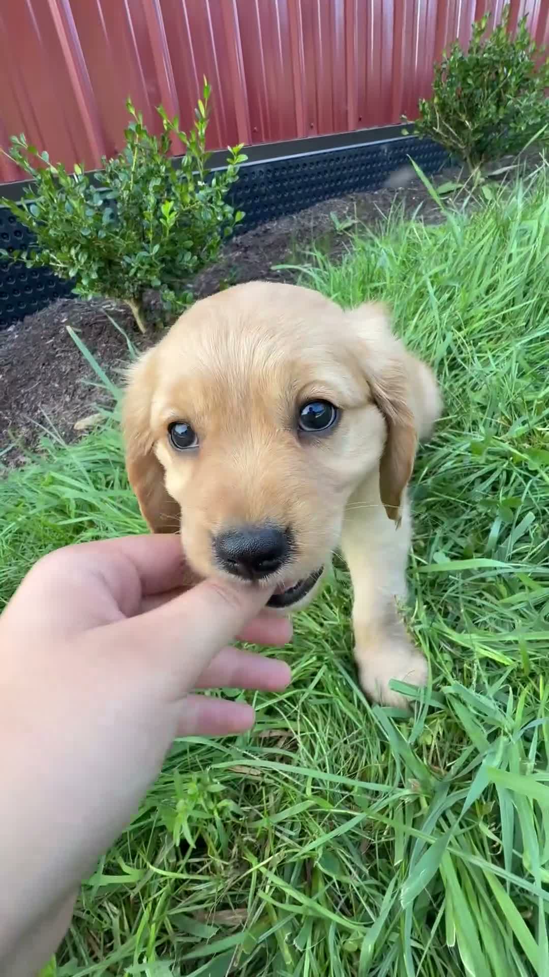 Miniature Golden Retriever dogs for sale: Griffin - Video 1