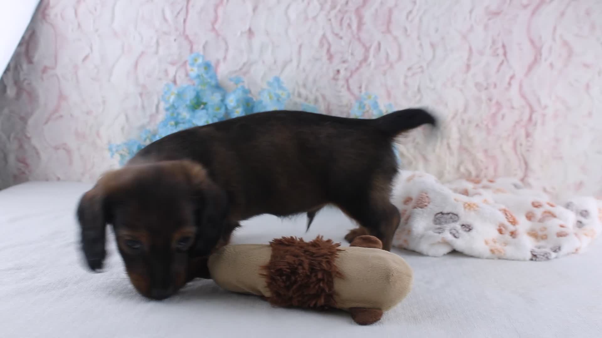 Miniature Dachshund dogs for sale: Hayden - Video 1