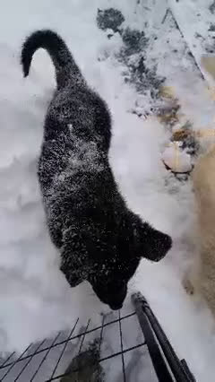 German Shepherd dogs for sale: Ranger - Video 1