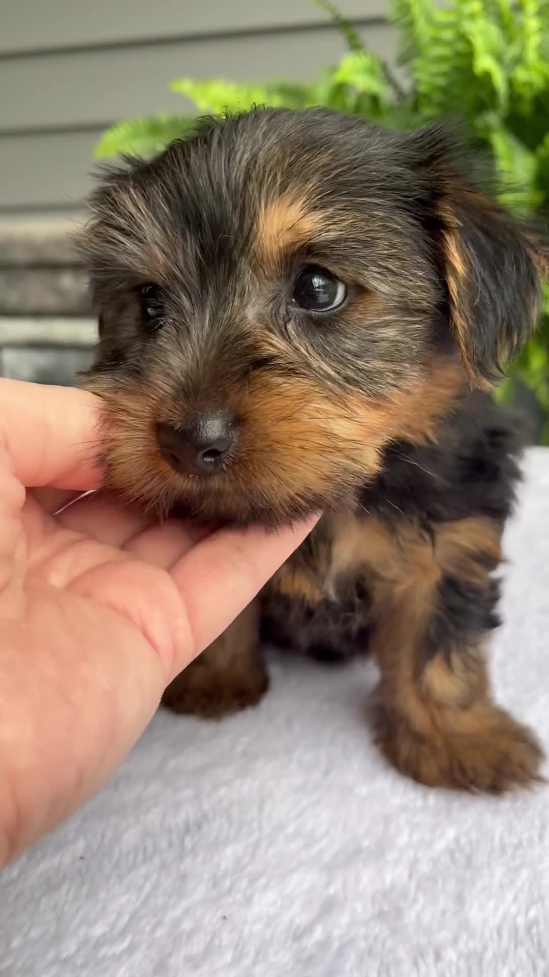 Yorkshire Terrier dogs for sale: Bella - Video 1