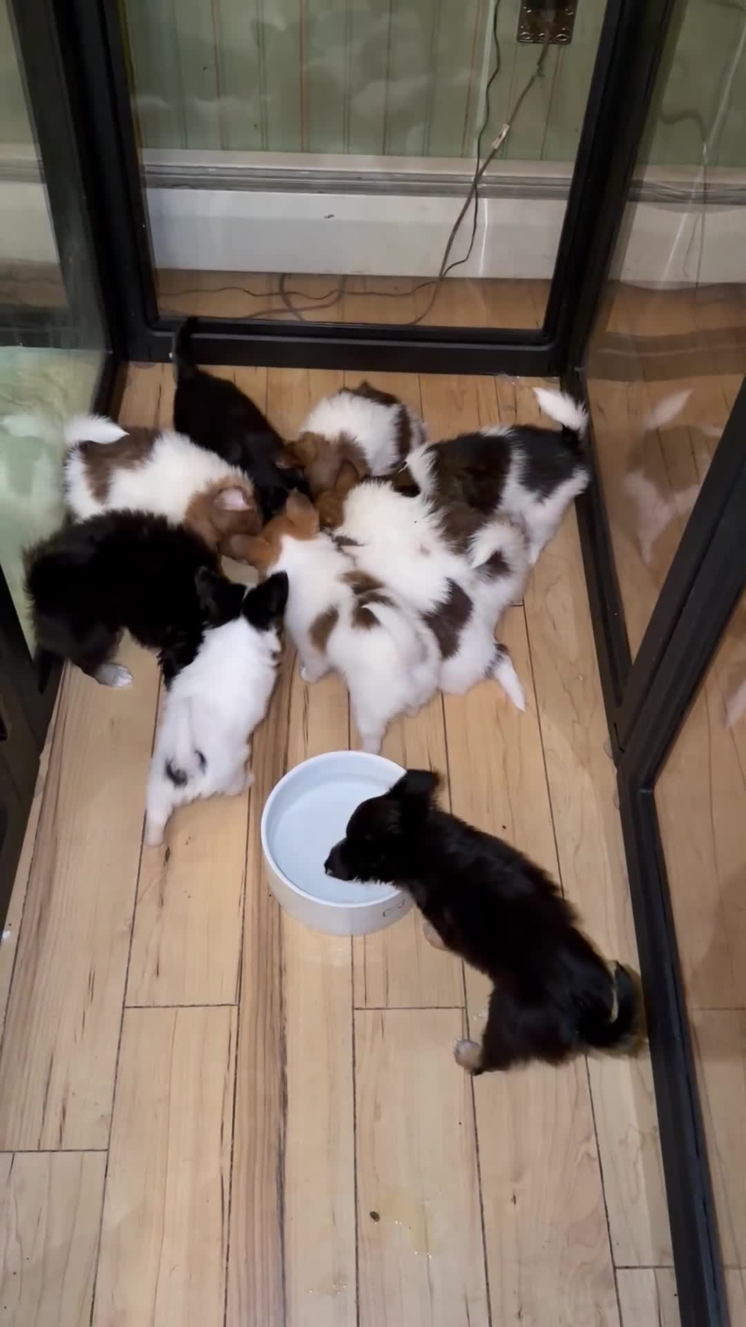 Mixed Breed dogs for sale: Mixed Breed 2 - Video 2