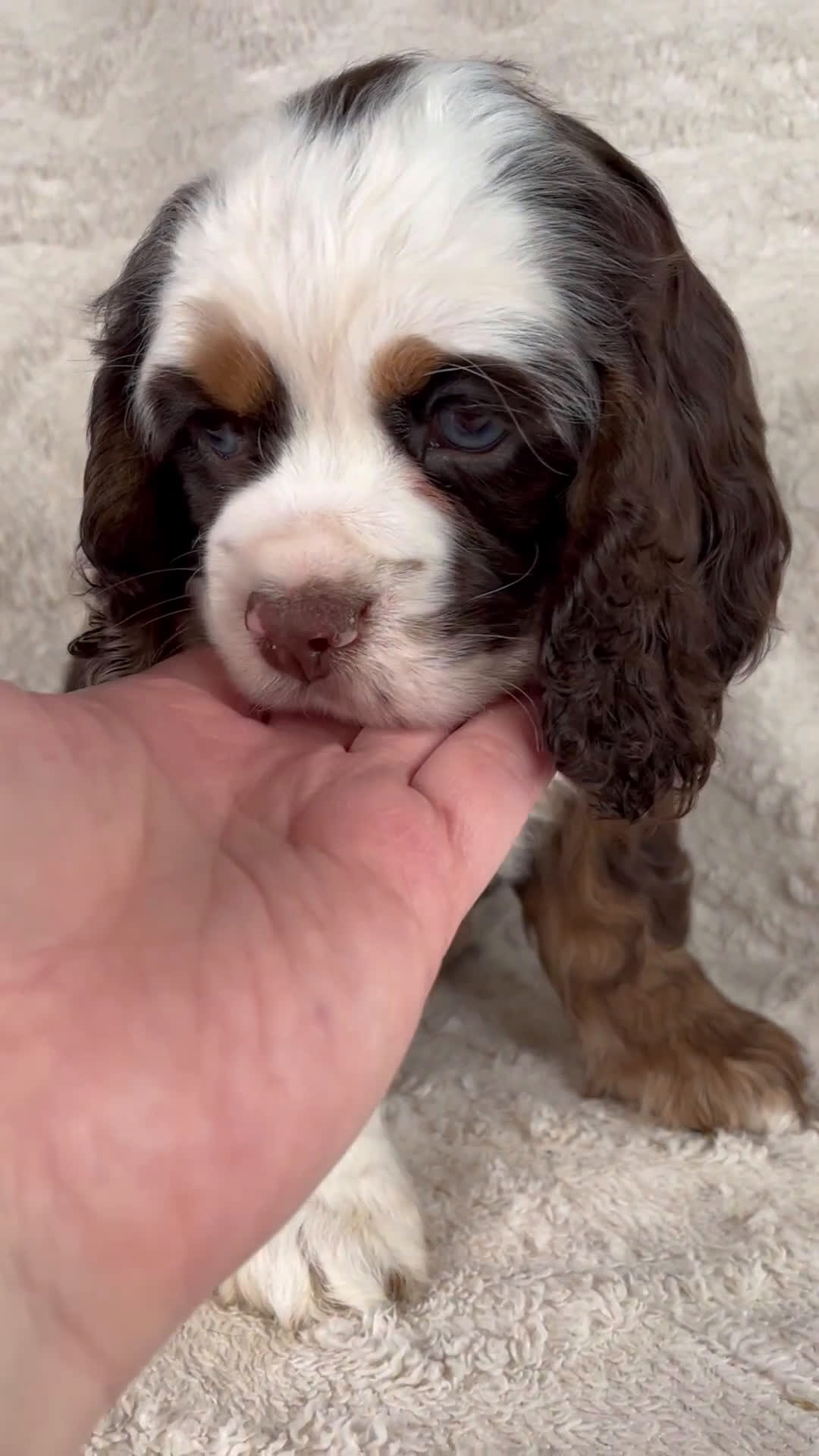 Cocker Spaniel dogs for sale: Hershey - Video 1
