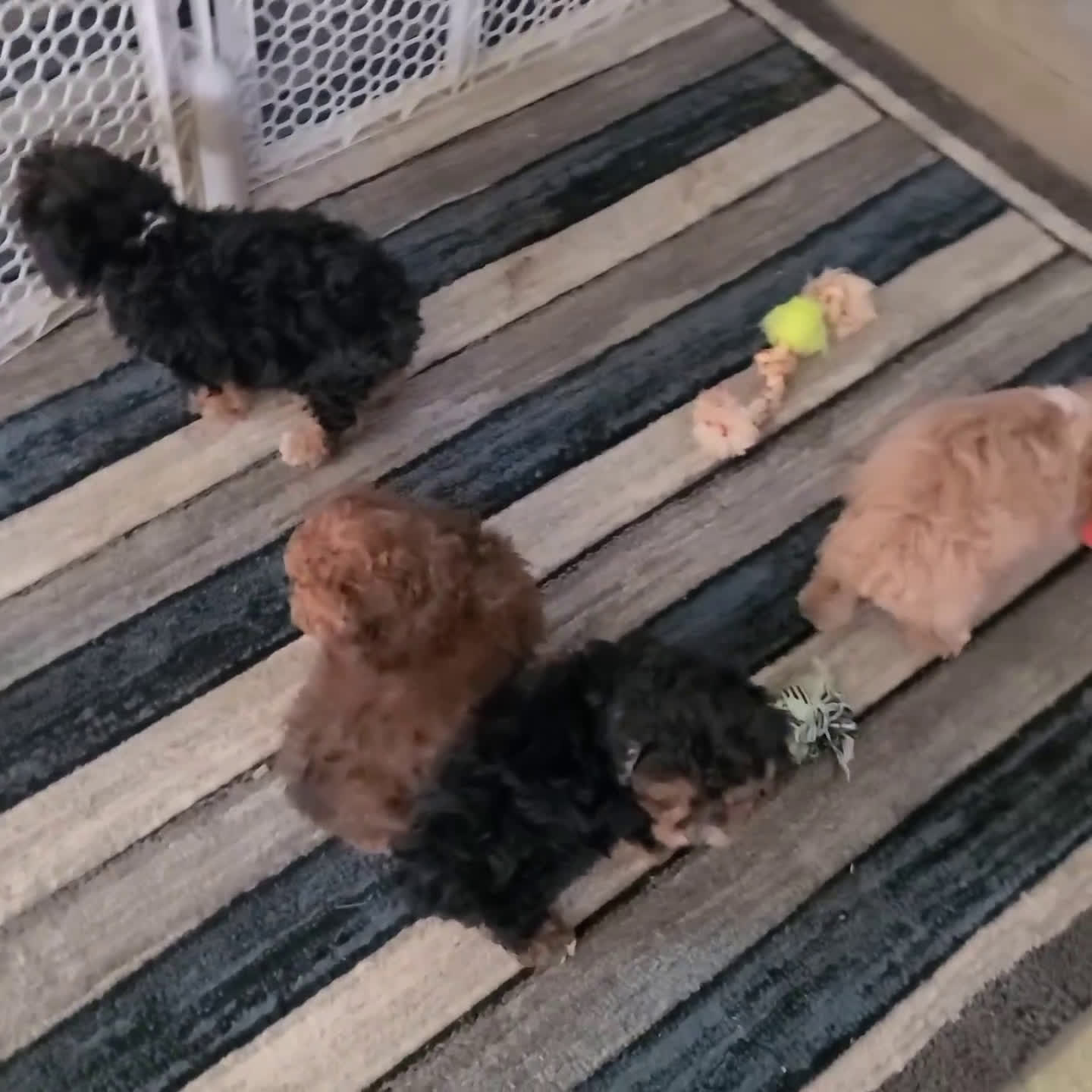 Yorkiepoo dogs for sale: Grace - Video 1