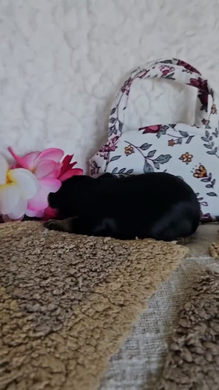 Mixed Breed dogs for sale: TCup Mickey - Video 1