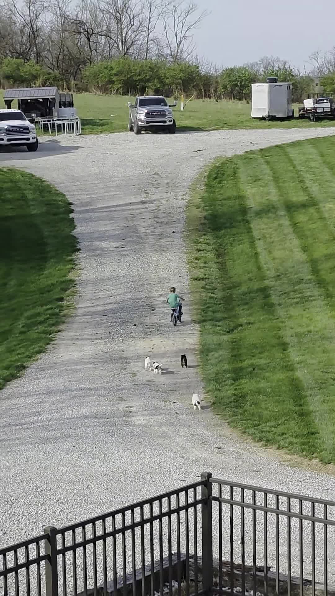 Alaskan Klee Kai dogs for sale: Bella - Video 1