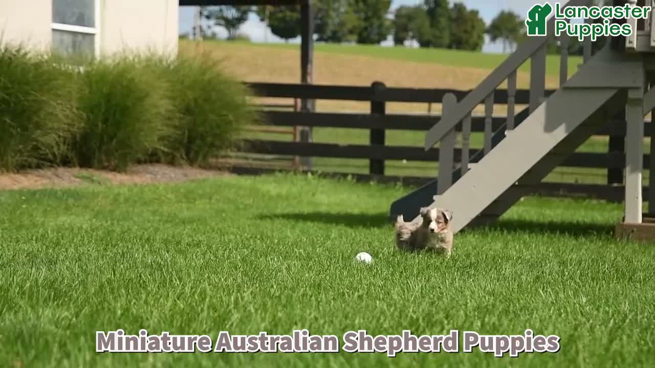Miniature Australian Shepherd dogs for sale: Rue - Video 1