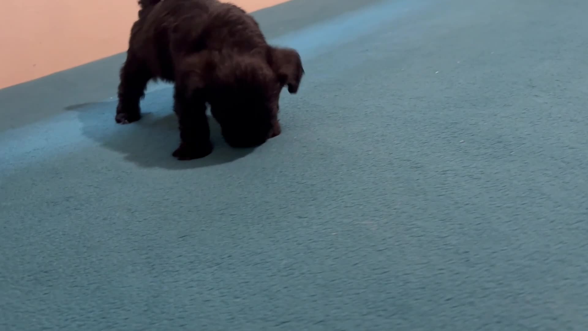 Mixed Breed dogs for sale: 3 Mixed Breed male color black and white on the chest and neck and mouth  - Video 2
