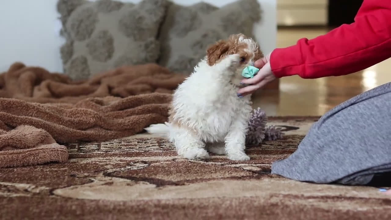 Mini Bernedoodle dogs for sale: Daisy - Video 2