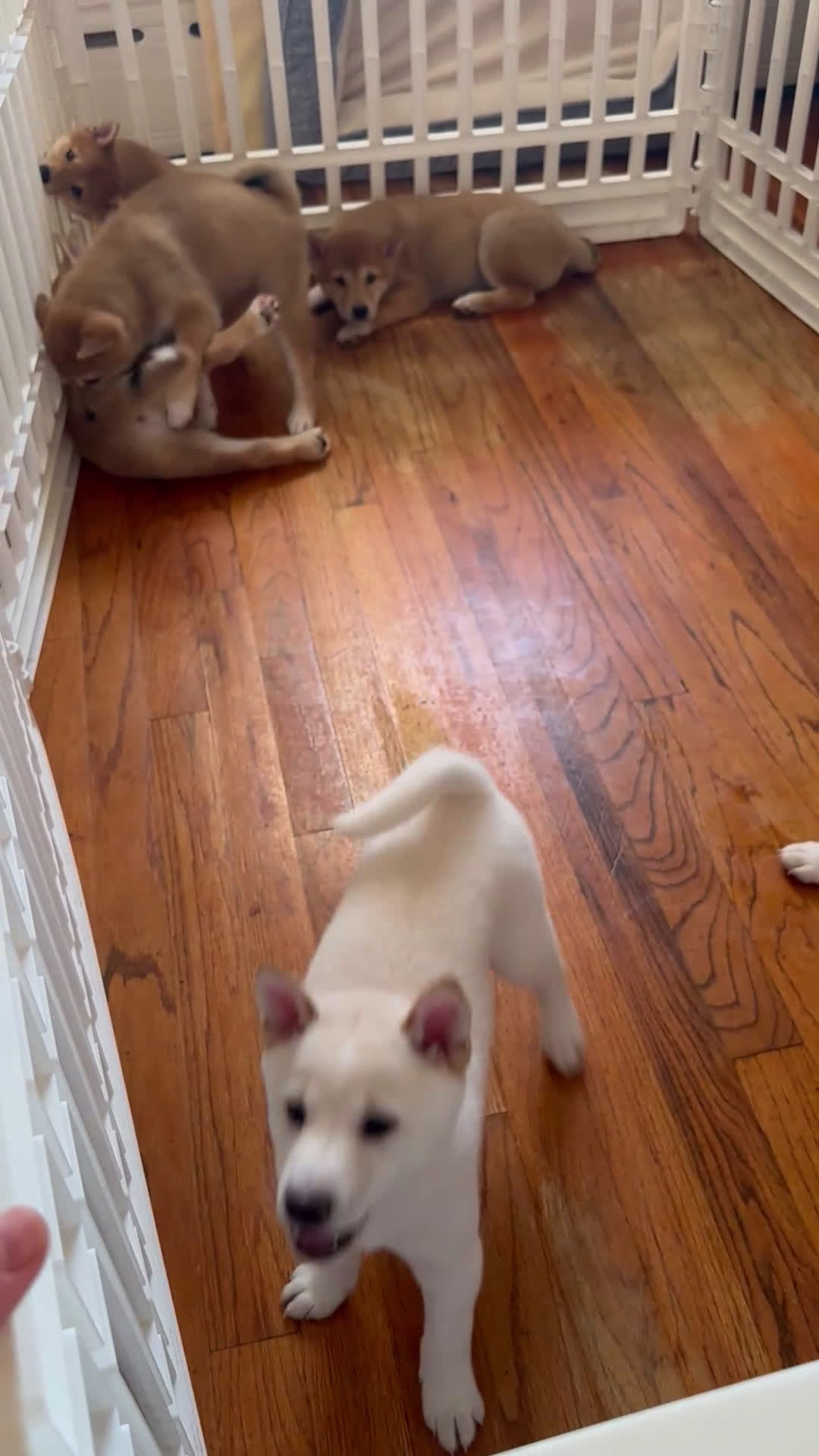 Shiba Inu dogs for sale: Caeser - Video 1