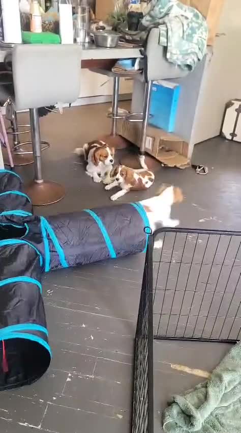 Cavalier King Charles Spaniel dogs for sale: Oliver - Video 1