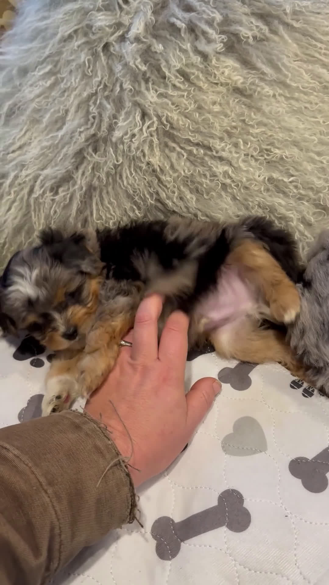 Mini Aussiedoodle dogs for sale: Goose - Video 4