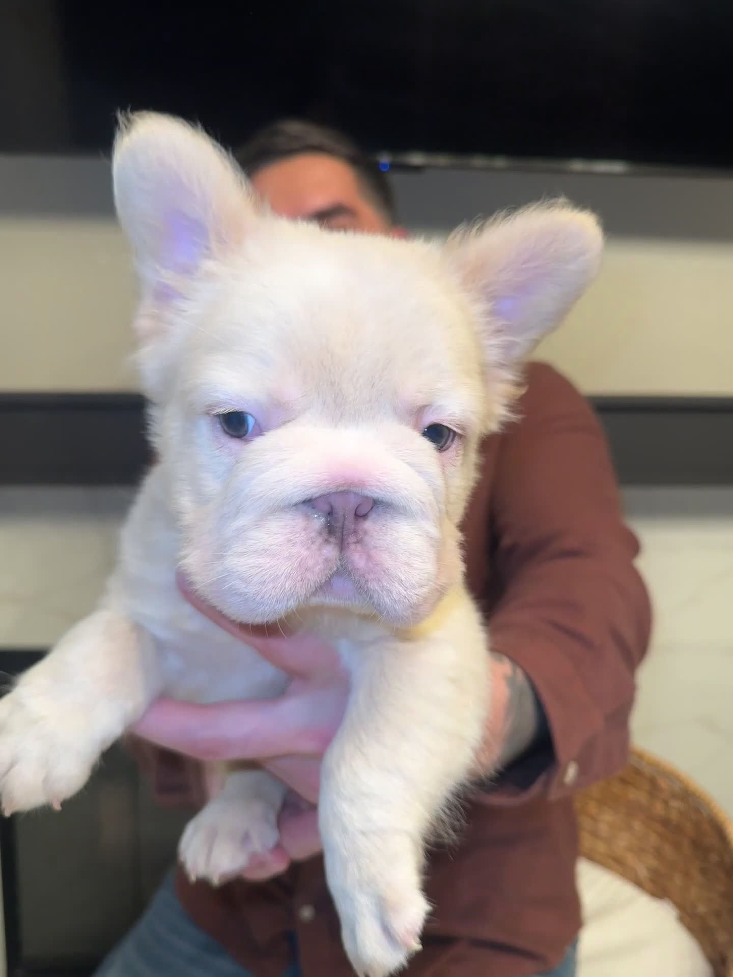 French Bulldog dogs for sale: Gatsby - Video 1