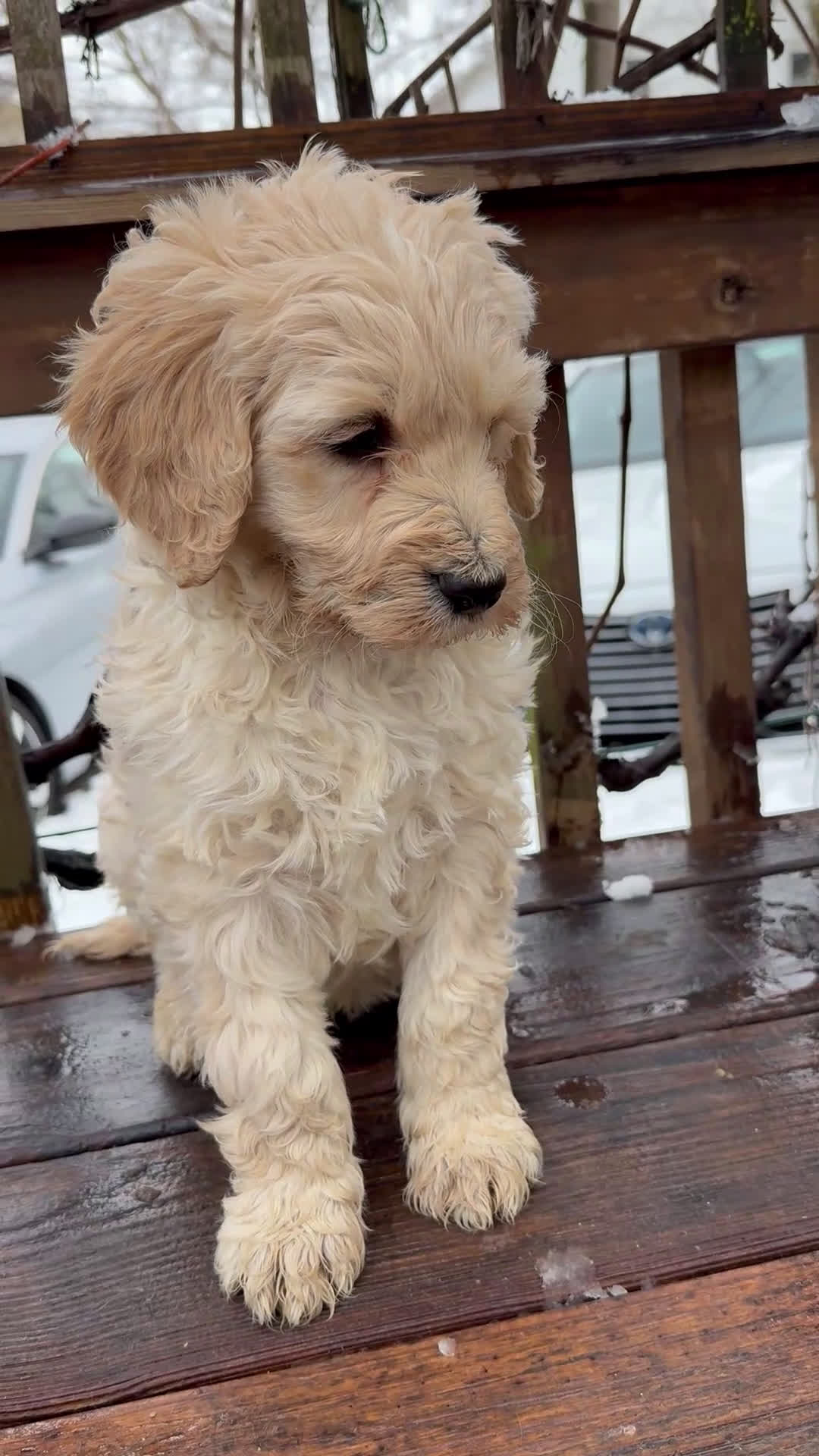 Goldendoodle dogs for sale: Cloud  - Video 2