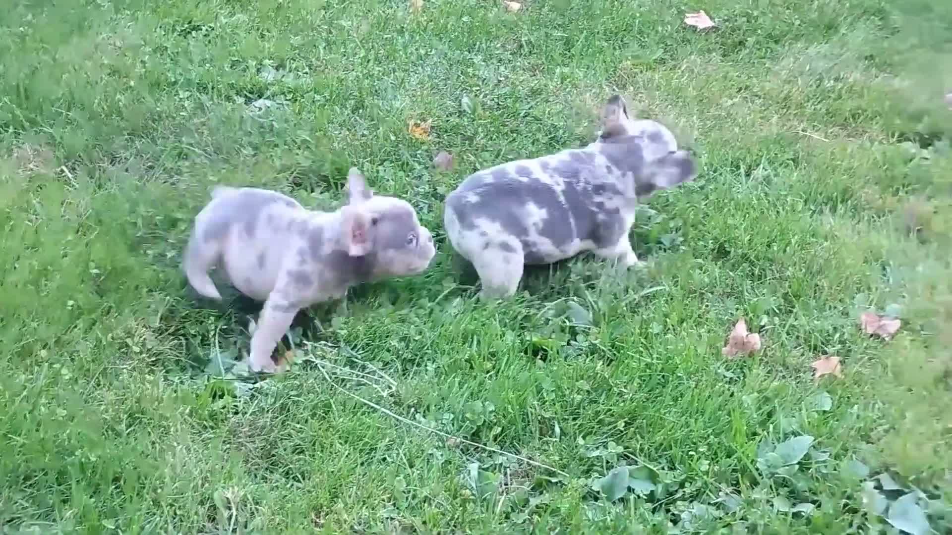 French Bulldog dogs for sale: Hero - Video 1
