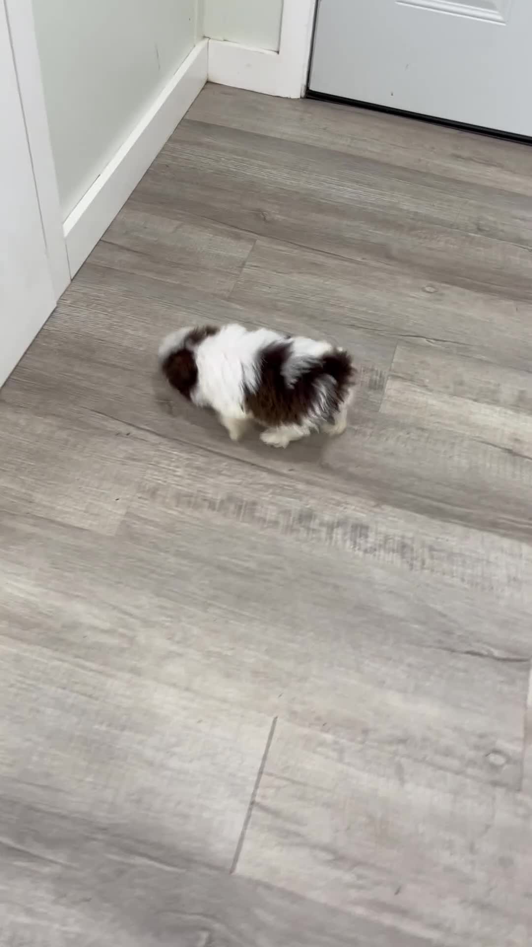 Havanese dogs for sale: Herman - Video 1