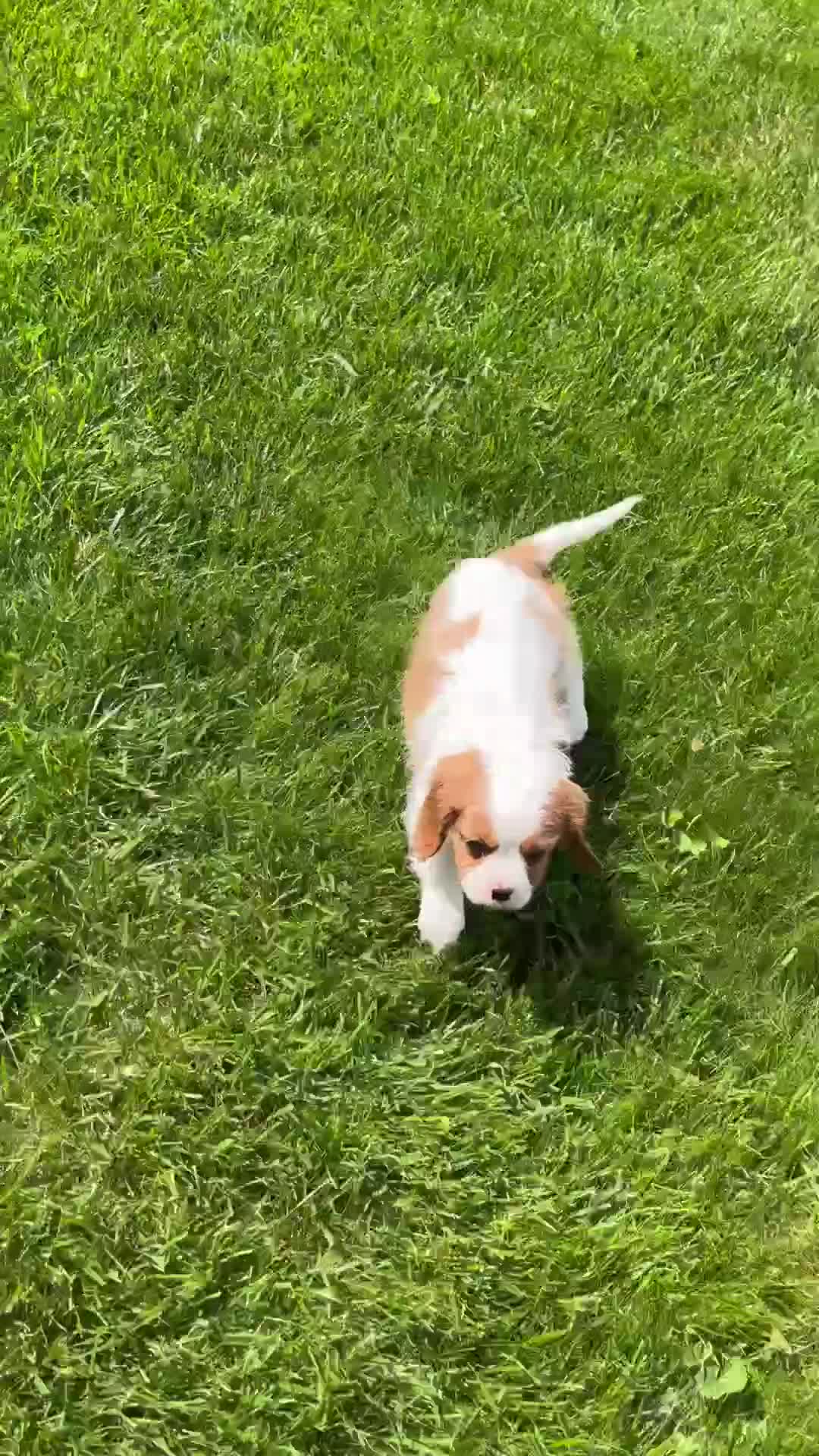 Cavalier King Charles Spaniel dogs for sale: Taco - Video 1
