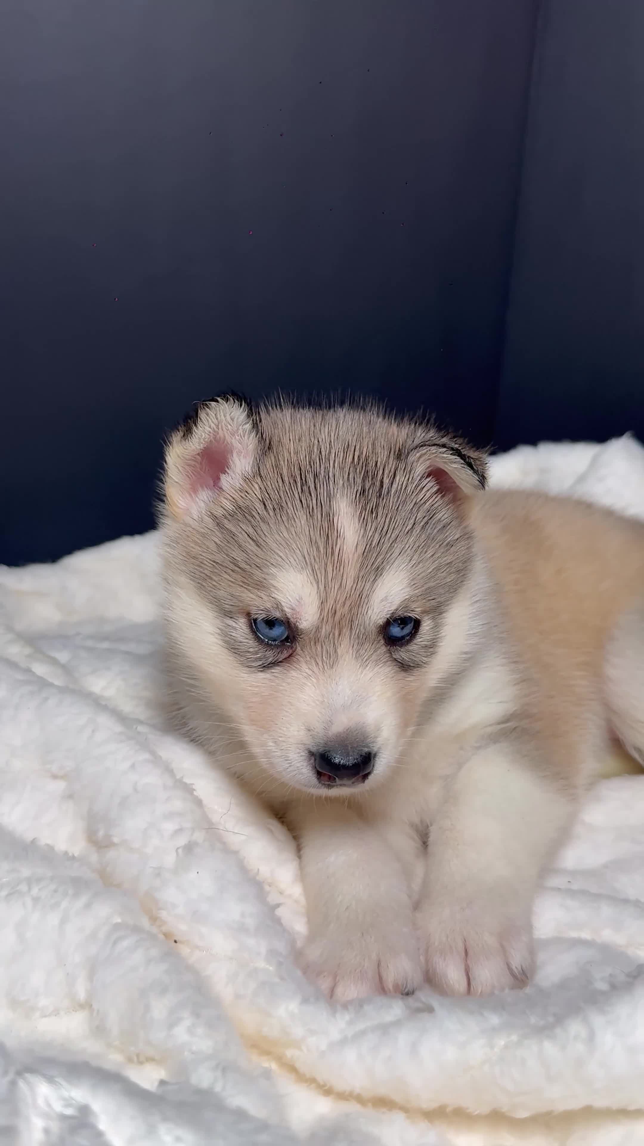 Siberian Husky dogs for sale: Zuri - Video 1