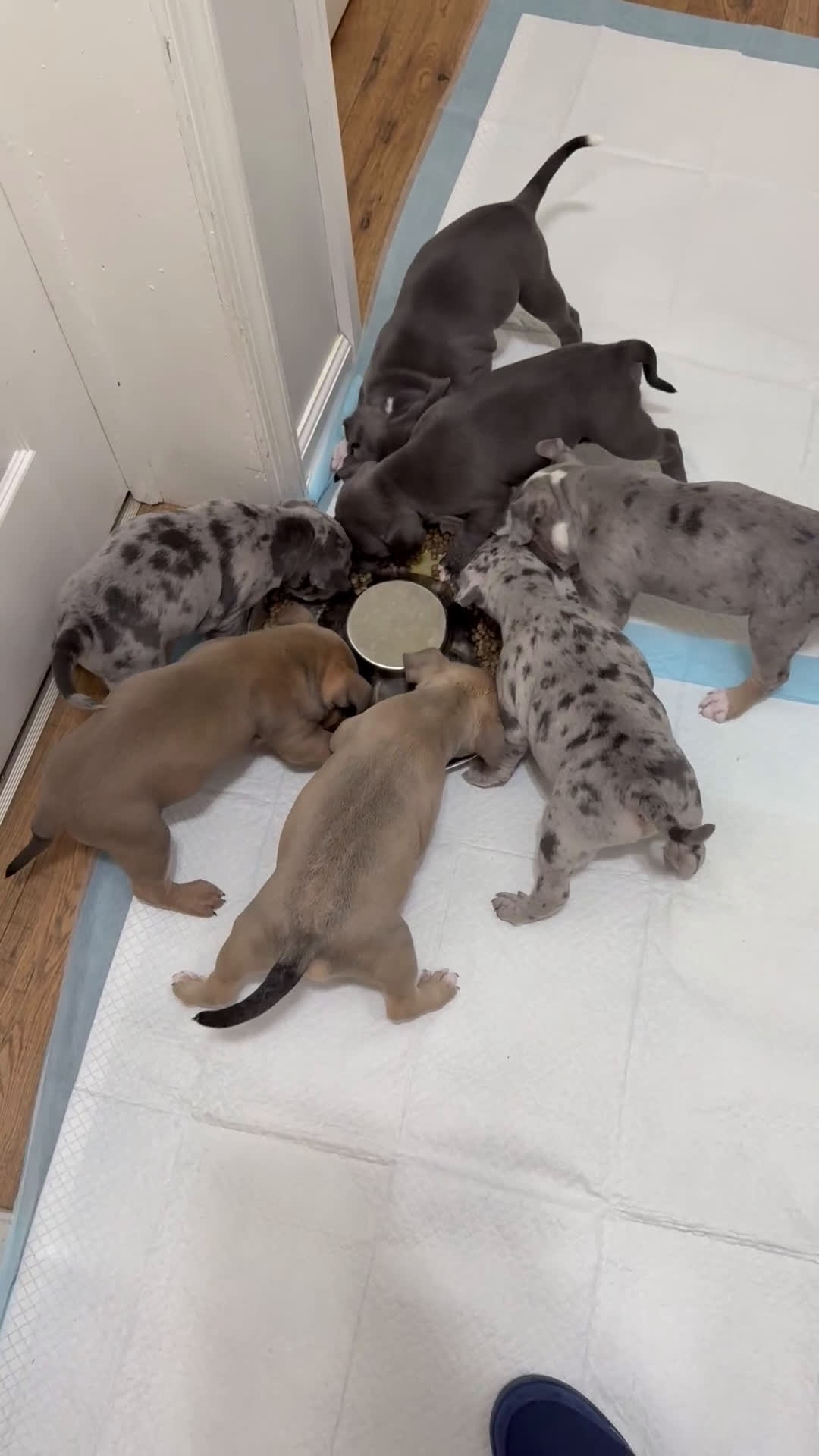 American Bully dogs for sale: American bully classic  - Video 1