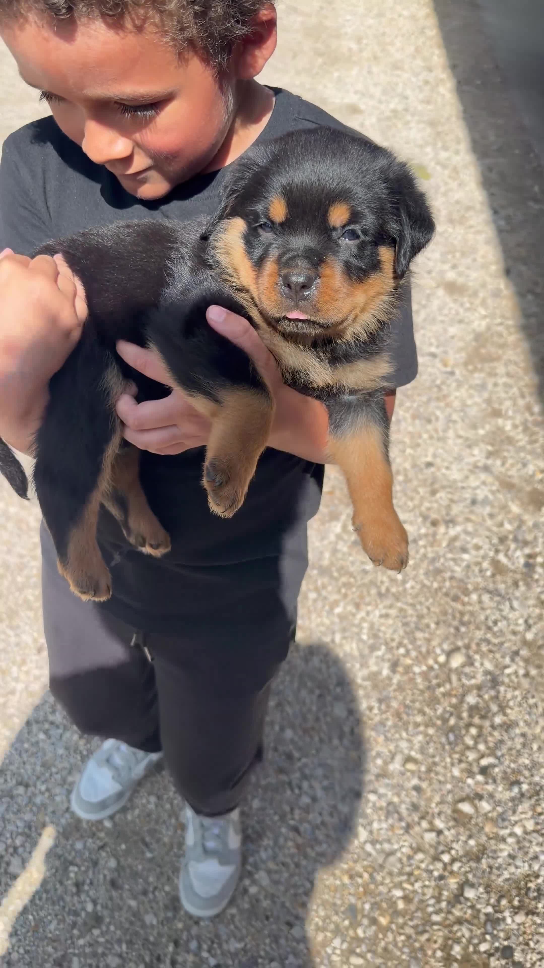 Rottweiler dogs for sale: Rocky - Green Collar  - Video 2