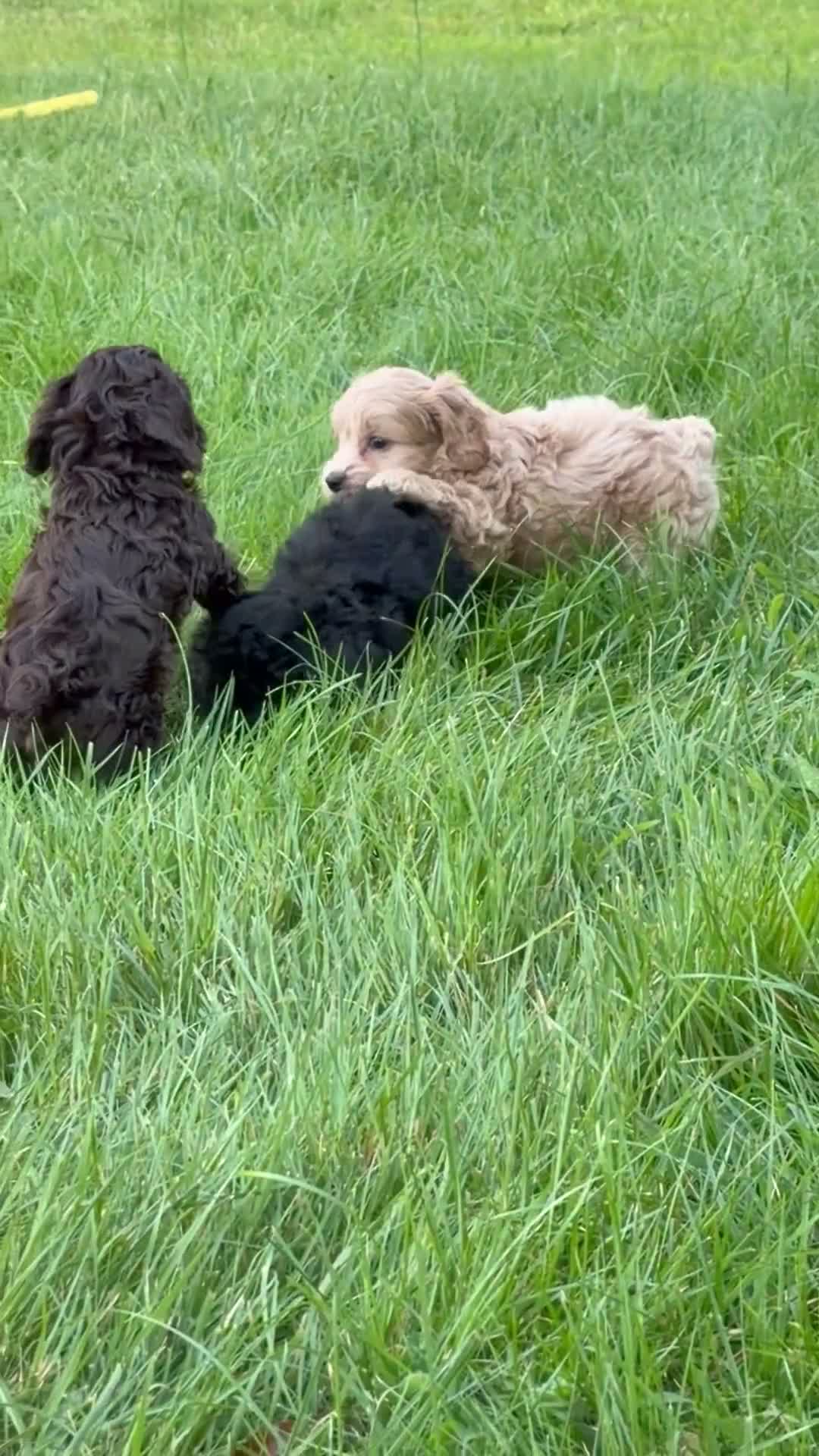 Cockapoo dogs for sale: Nora - Video 2