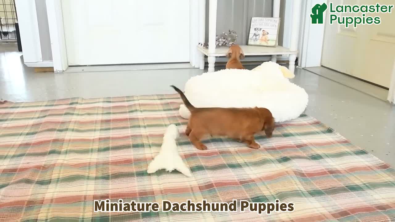 Miniature Dachshund dogs for sale: Miracle - Video 1