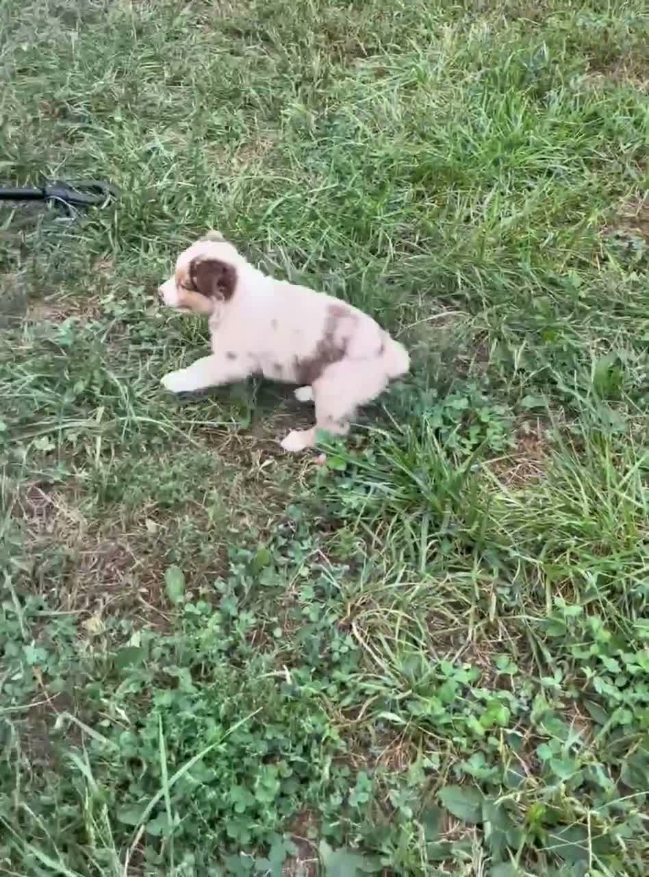Australian Shepherd dogs for sale: Tyler - Video 1