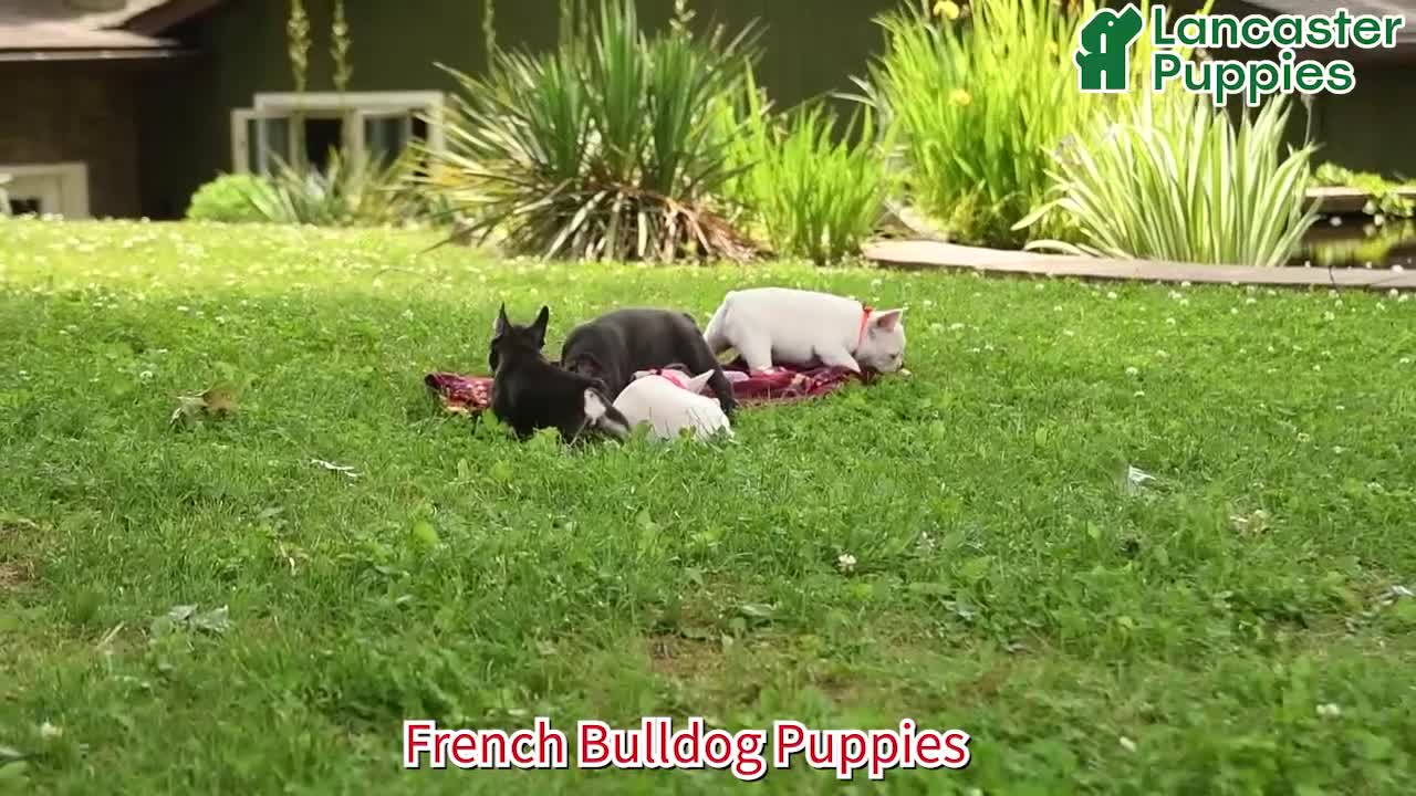 French Bulldog dogs for sale: Fifi - Video 1