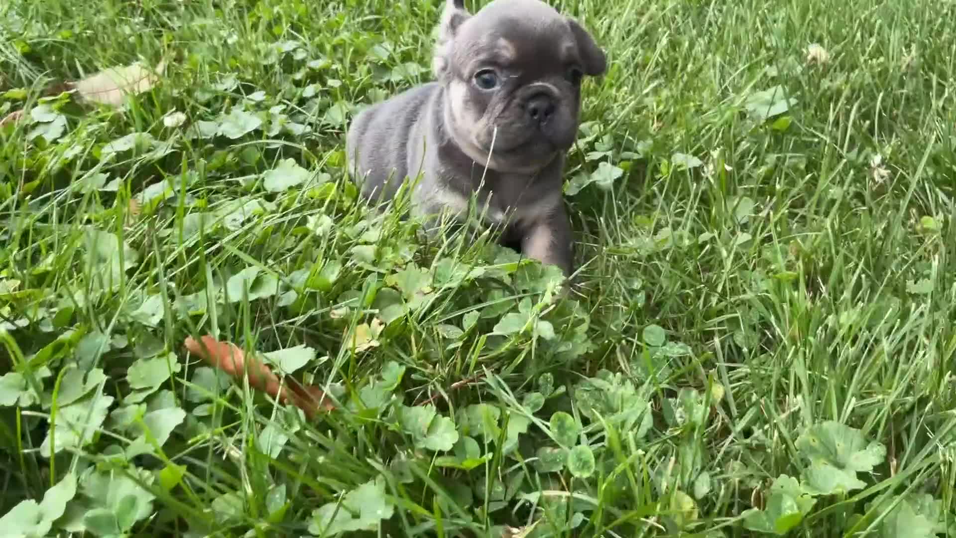 French Bulldog dogs for sale: Lucy  - Video 3