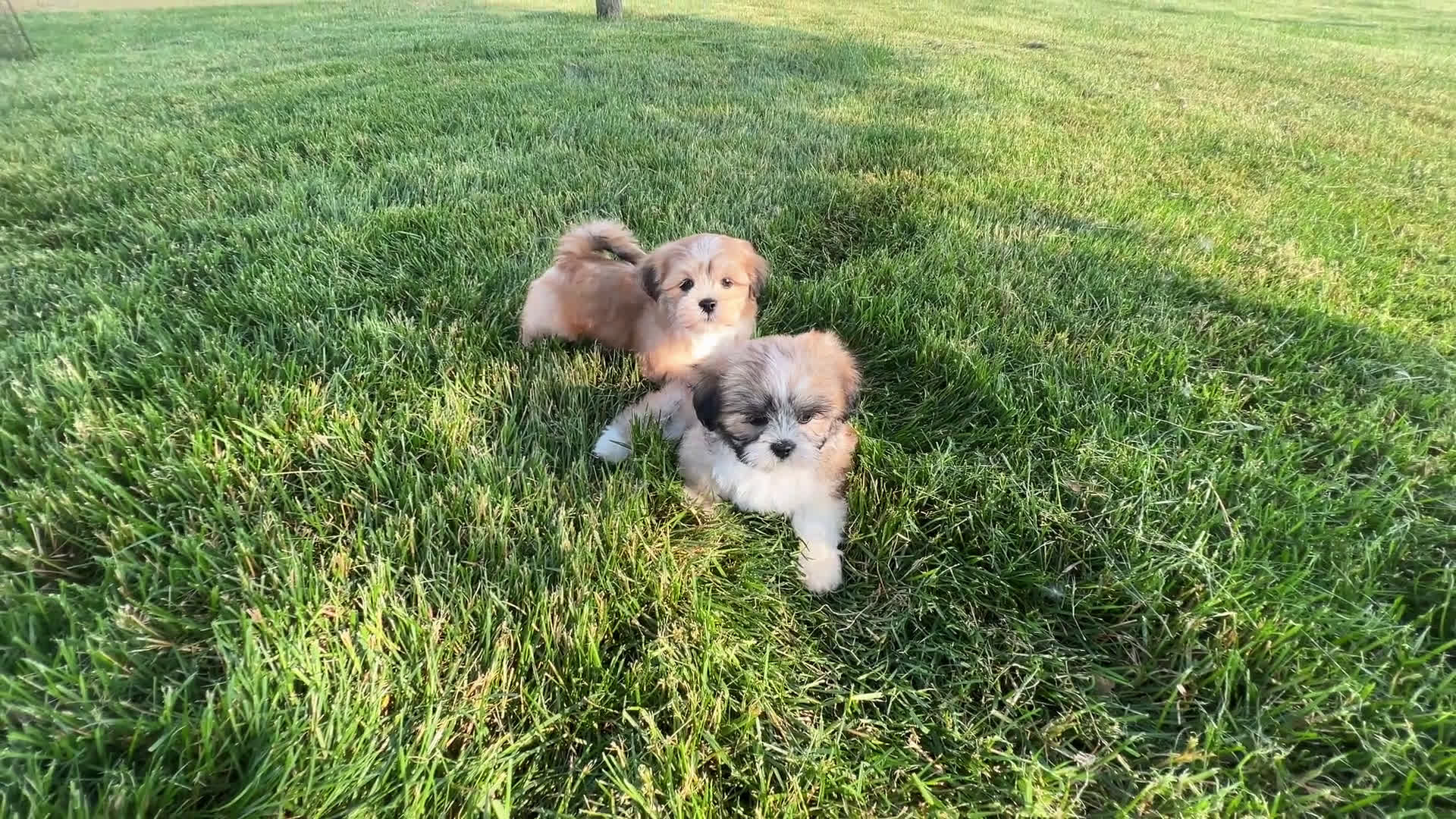 Lhasa Apso dogs for sale: Benji - Video 1